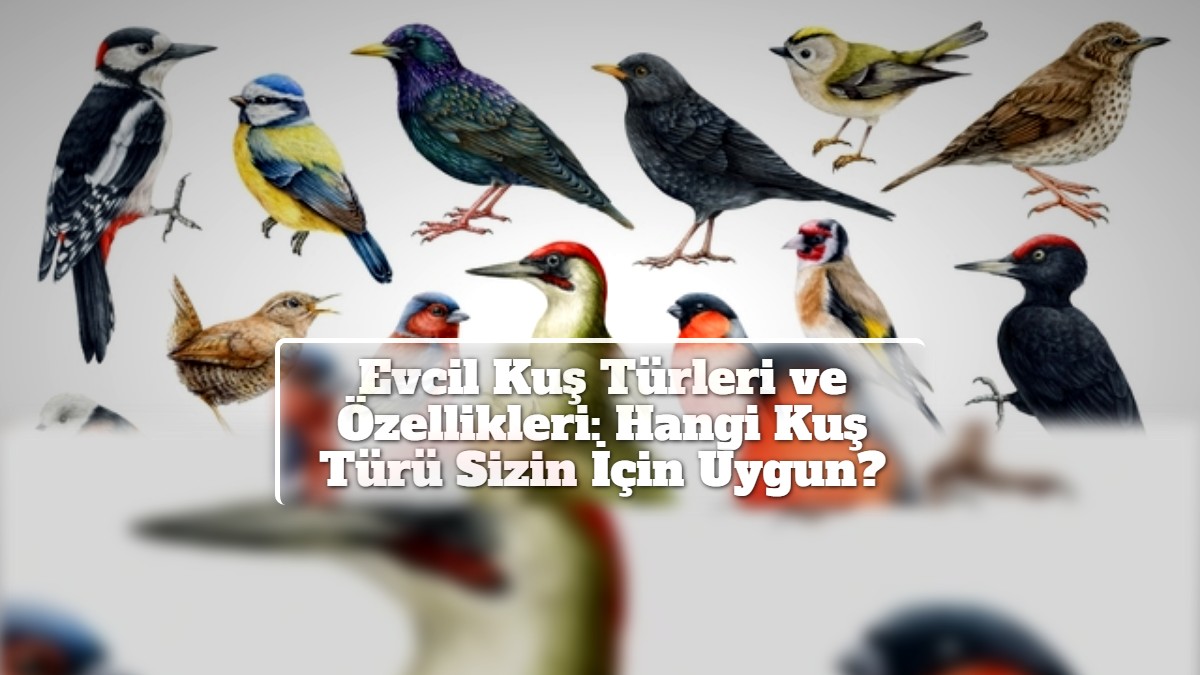 Evcil Kuş Türleri ve Özellikleri: Hangi Kuş Türü Sizin İçin Uygun?