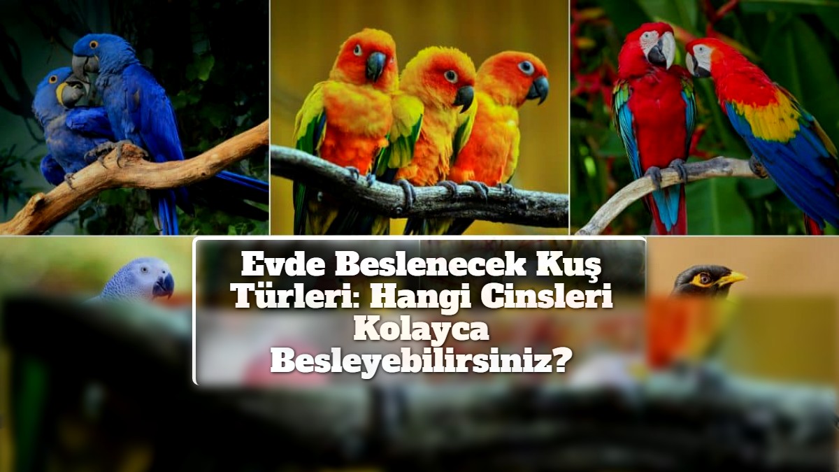 Evde Beslenecek Kuş Türleri: Hangi Cinsleri Kolayca Besleyebilirsiniz?