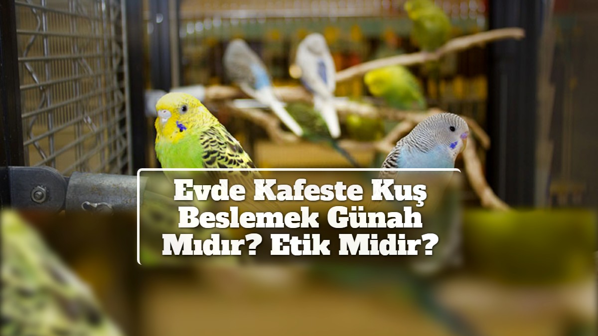 Evde Kafeste Kuş Beslemek Günah Mıdır? Etik Midir?