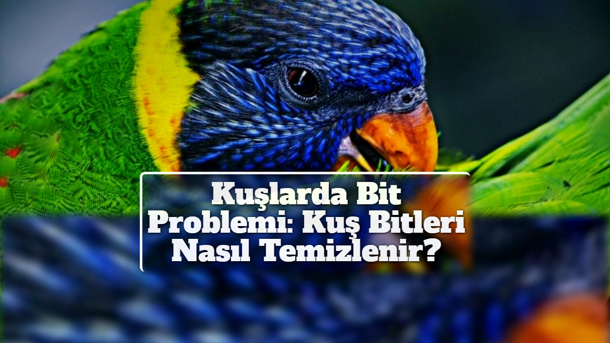 Kuşlarda Bit Problemi: Kuş Bitleri Nasıl Temizlenir?