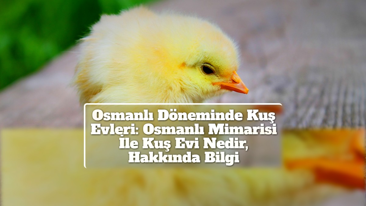 Osmanlı Döneminde Kuş Evleri: Osmanlı Mimarisi İle Kuş Evi Nedir, Hakkında Bilgi