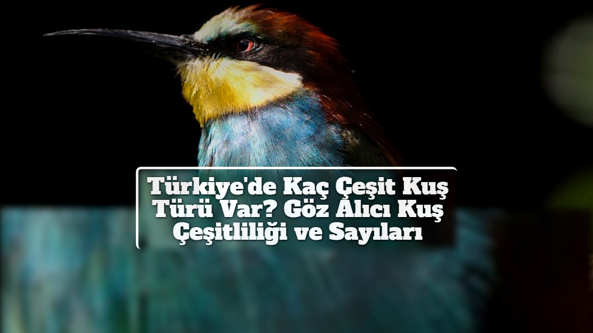 Türkiye'de Kaç Çeşit Kuş Türü Var? Göz Alıcı Kuş Çeşitliliği ve Sayıları